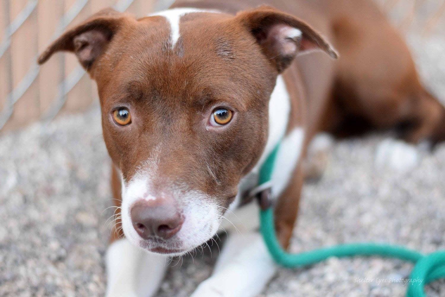 Adopt A Friend: Dax